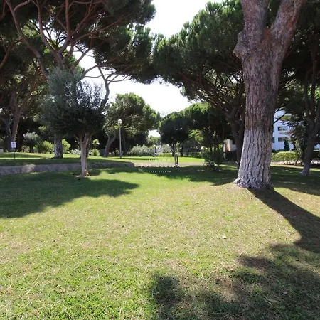 Açoteias Dalma Pine Tree